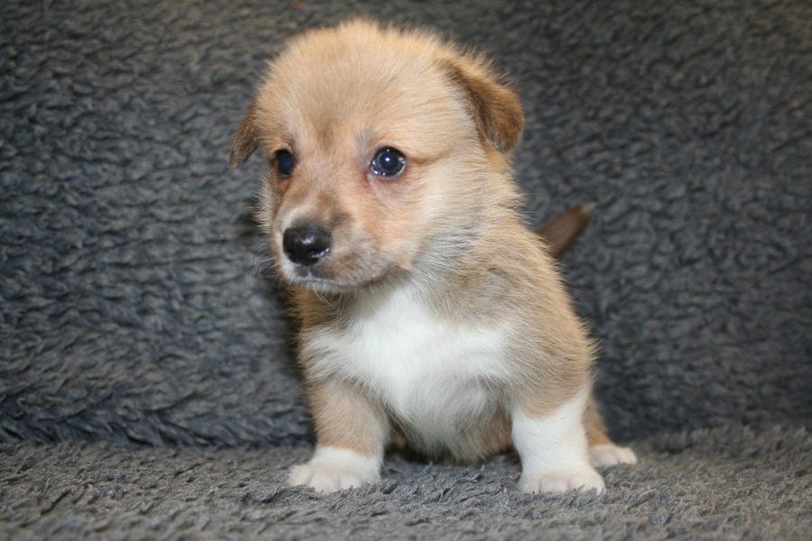 Puppies